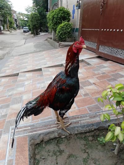 high quality male available 03287785524 quality wli chiz he