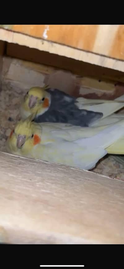 cocktail breeder pair