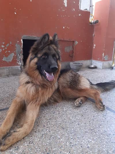 German Shepherd Double Coat