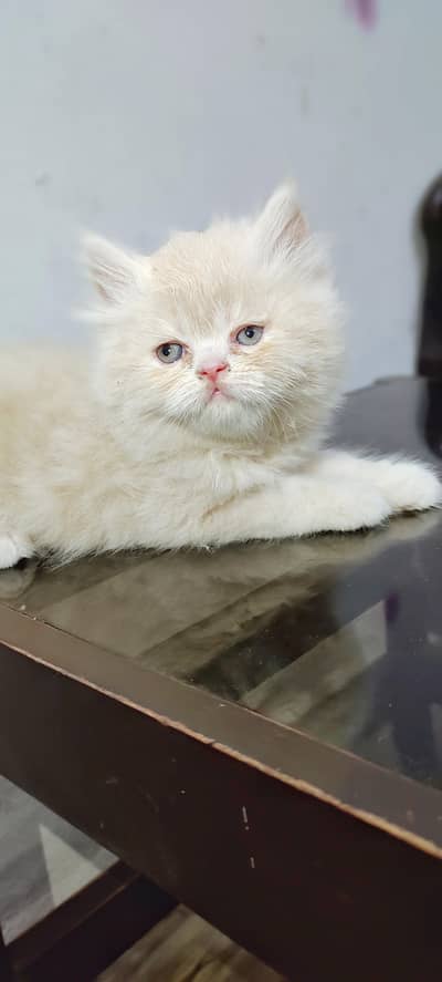 Male Cat