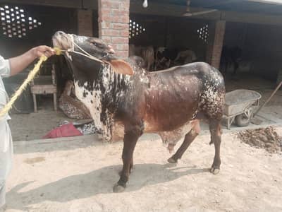 vera / kata / wacha / qurbani Bull / bull / cow / bachra
