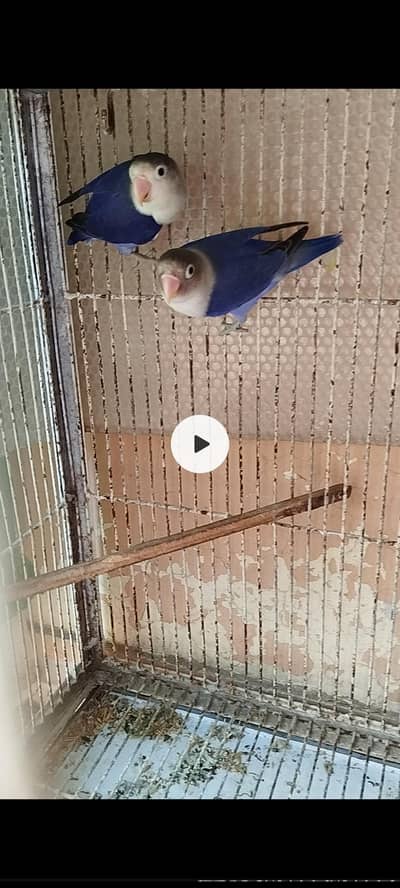 Love Birds for sale