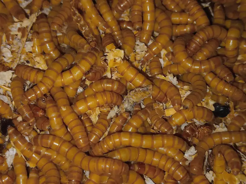 Meal worms Fresh Healthy Available — photo 2