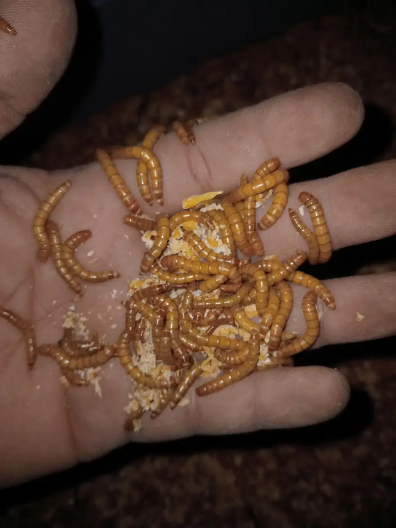 Meal worms Fresh Healthy Available — photo 3