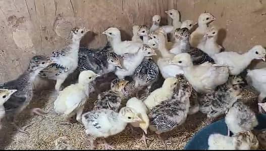Turkey Chicks/ Turkey Chozay