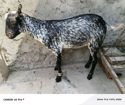 bakra,