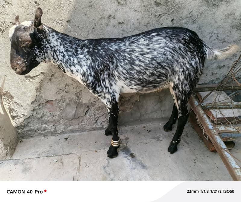 bakra, 0