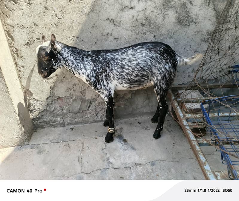 bakra, 1