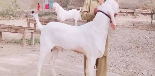 Qurbani ke liye Bakra For Sale _0370=4815728