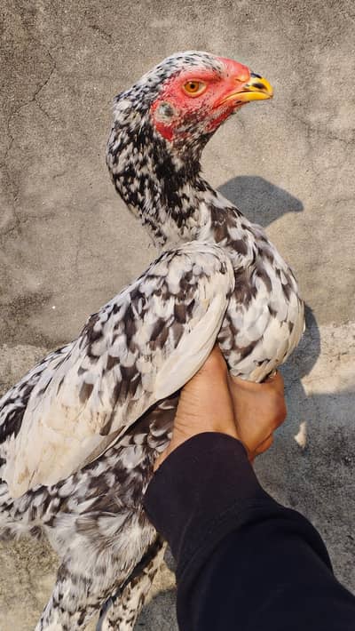 Pure japnese shamo hen