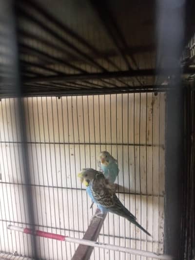 hogoromo or Love birds are available