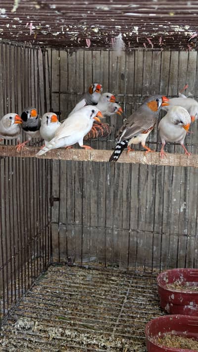 finches mix colors