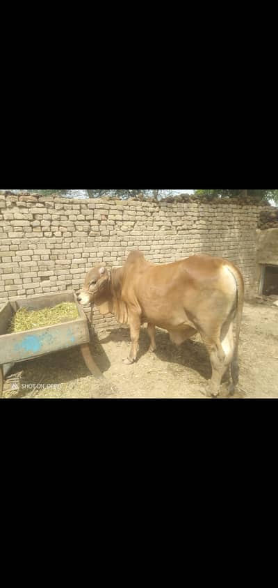 Shaiwal cow