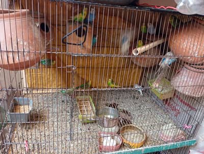 7 breeding pairs with cage