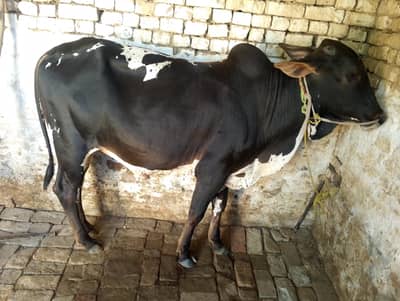 Qurbani Bull