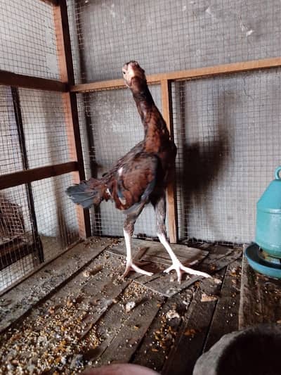 Aseep Sindhi female pathi for sale