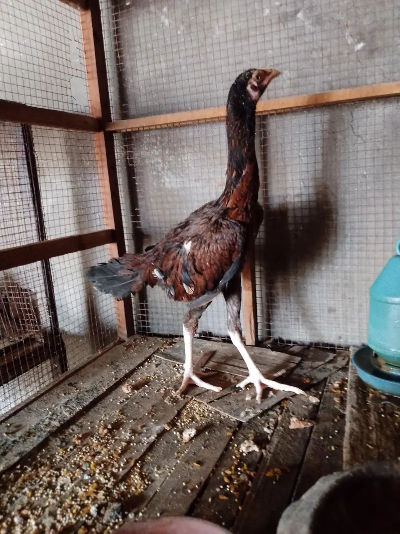 Aseep Sindhi female pathi for sale — photo 2