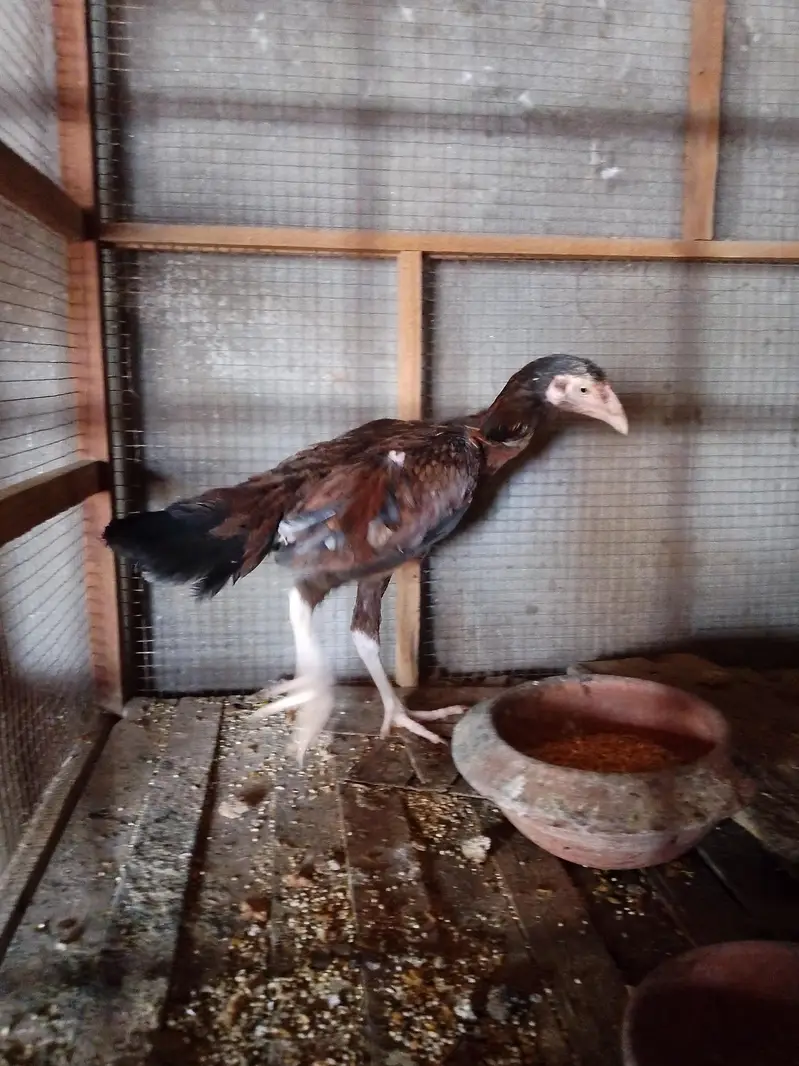 Aseep Sindhi female pathi for sale — photo 3