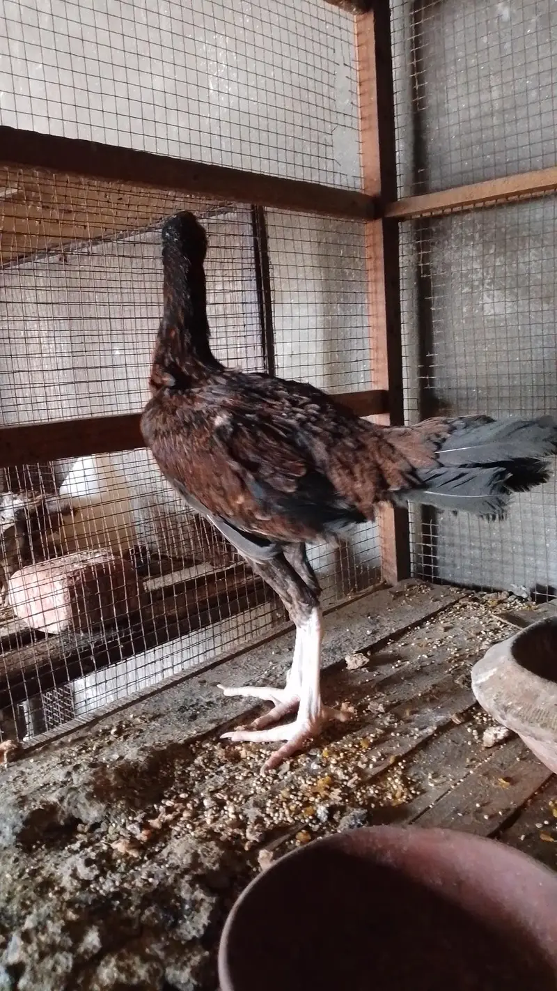 Aseep Sindhi female pathi for sale — photo 4