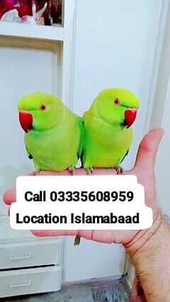 Single 6500 Hand Tamed Green Ring Neck Parrots Male/Female