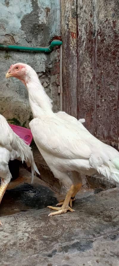 White Shamo Male & 3 Females for Sale