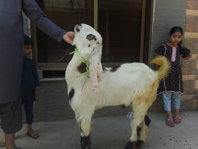 QURBANI DESI BAKRA (DONDA)
