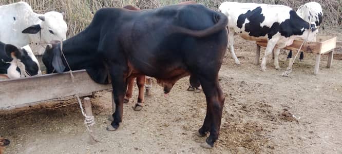 Qurbani bull 2026