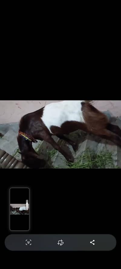 Aandal bakra for sale