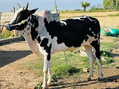 Desi bull