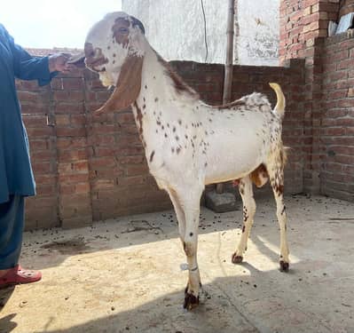 Bakra / Makhi Cheena