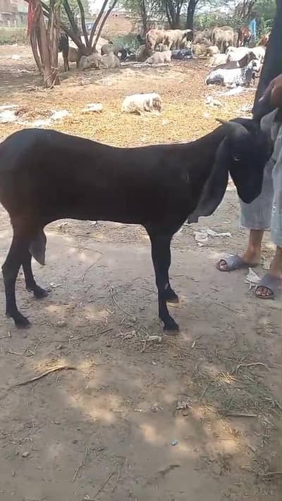 barkri sale for qurbani