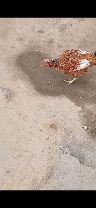 Pure Golden Misri for sale