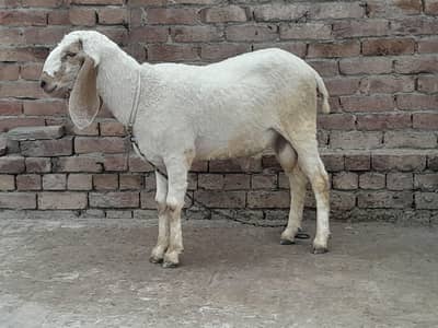Mundra | Chatra | Dumba | Sheep for sale