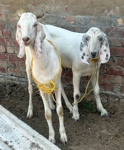jori bakro ki for sale 03368792398