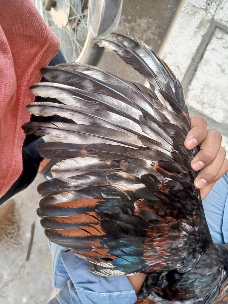pure Pakistani patha 5