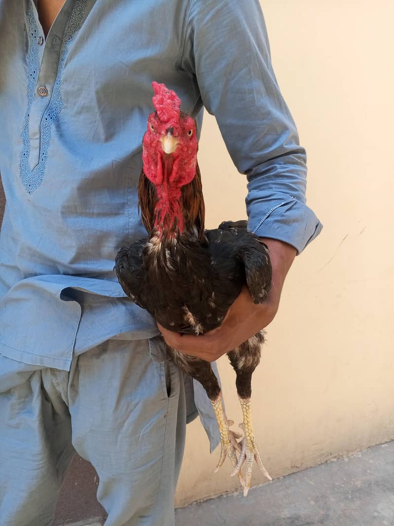pure Pakistani patha 7
