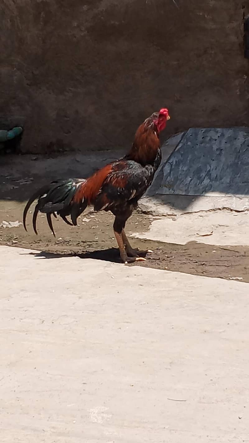 pure Pakistani patha 8