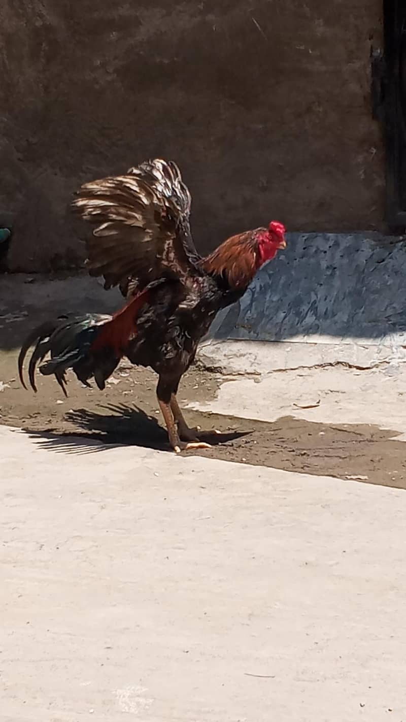 pure Pakistani patha 9