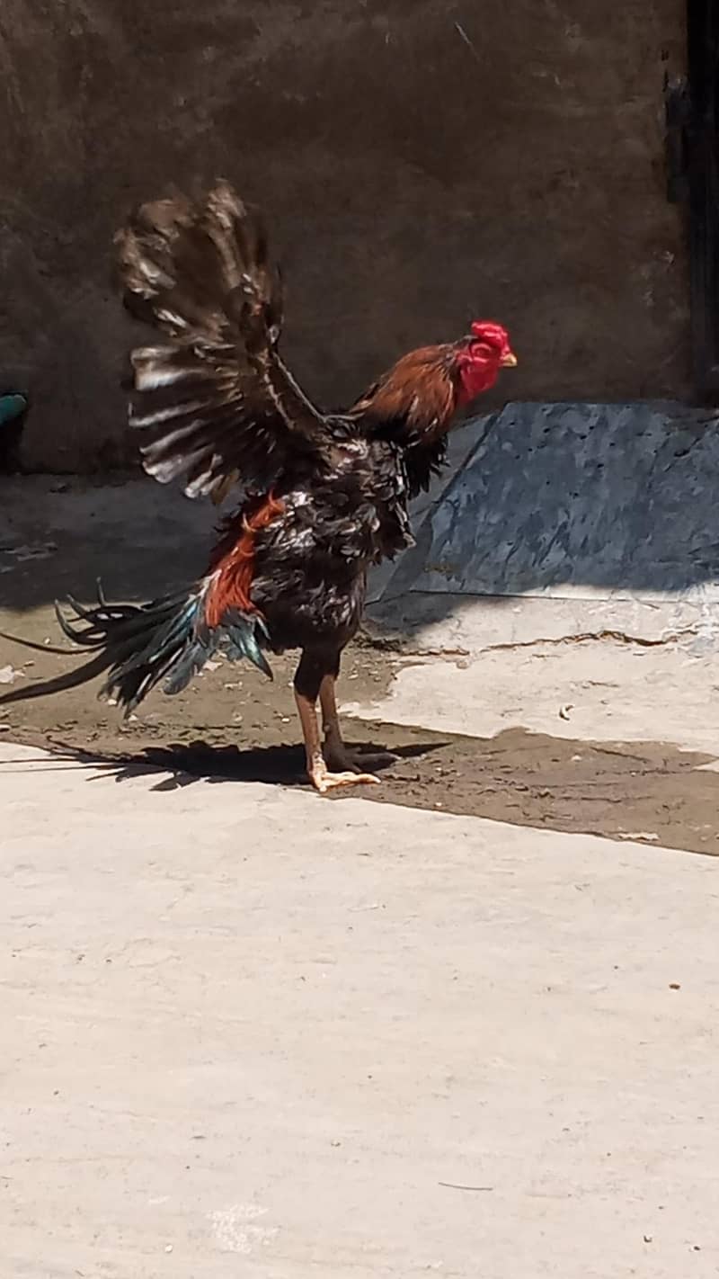 pure Pakistani patha 11