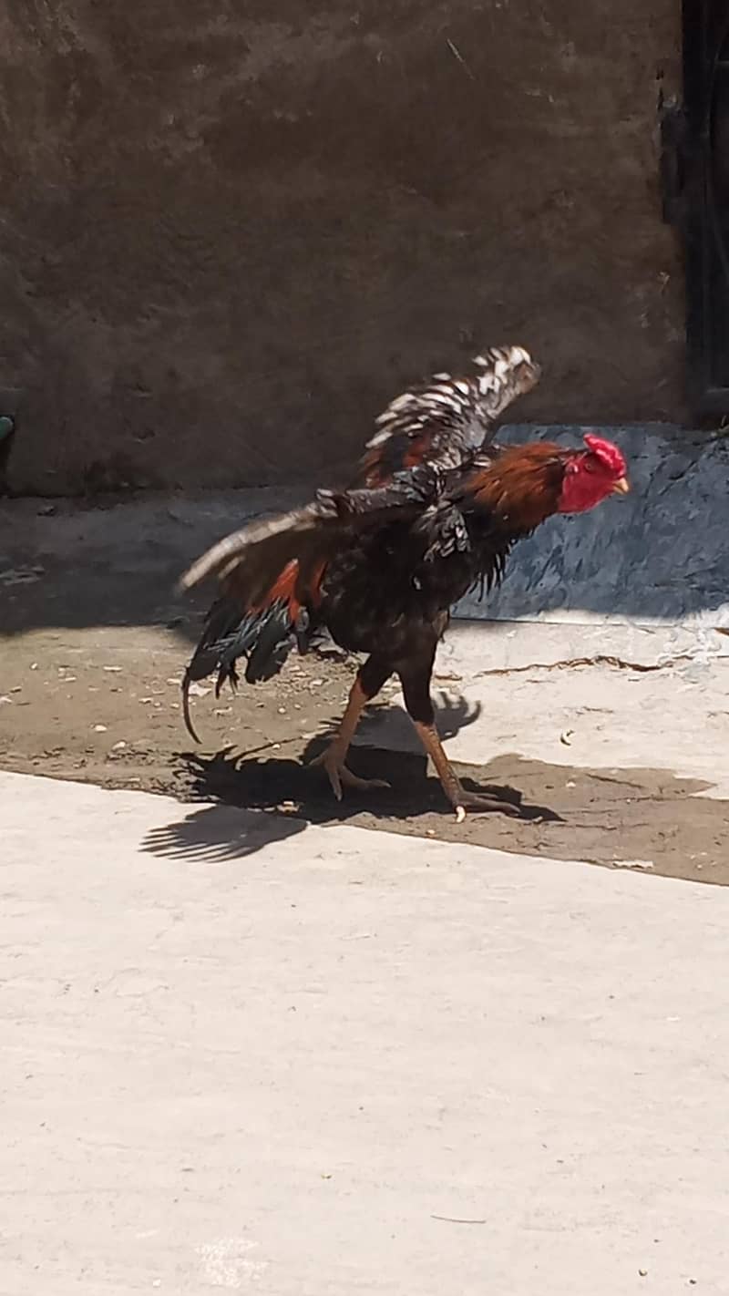 pure Pakistani patha 12