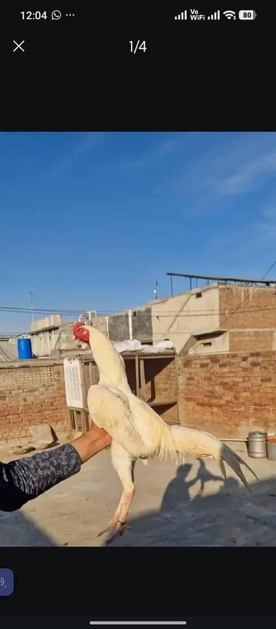 mianwali ka mudda