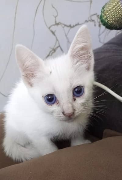 kitten