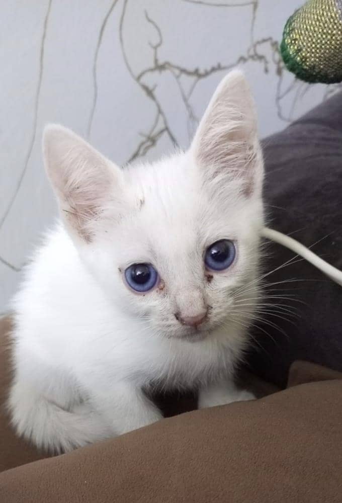 kitten 0
