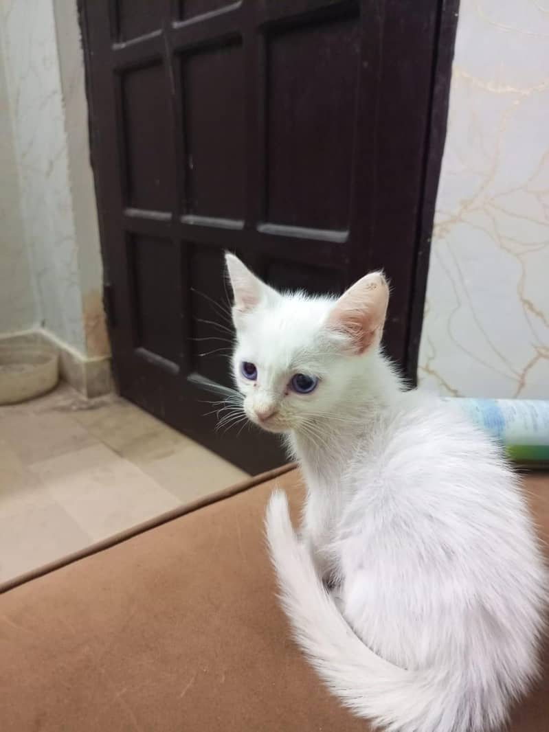 kitten 1