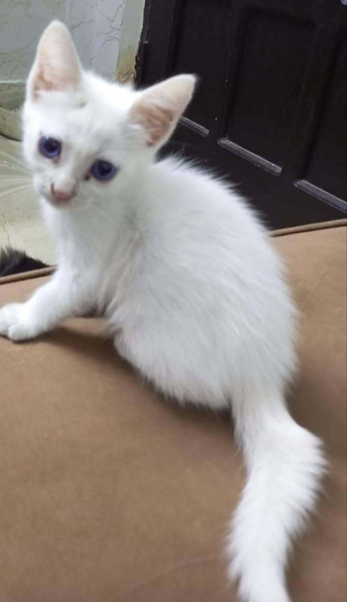 kitten 2