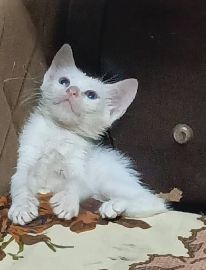 kitten 4