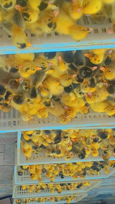 Duck chicks available for sale location pakpattan minimum order 50