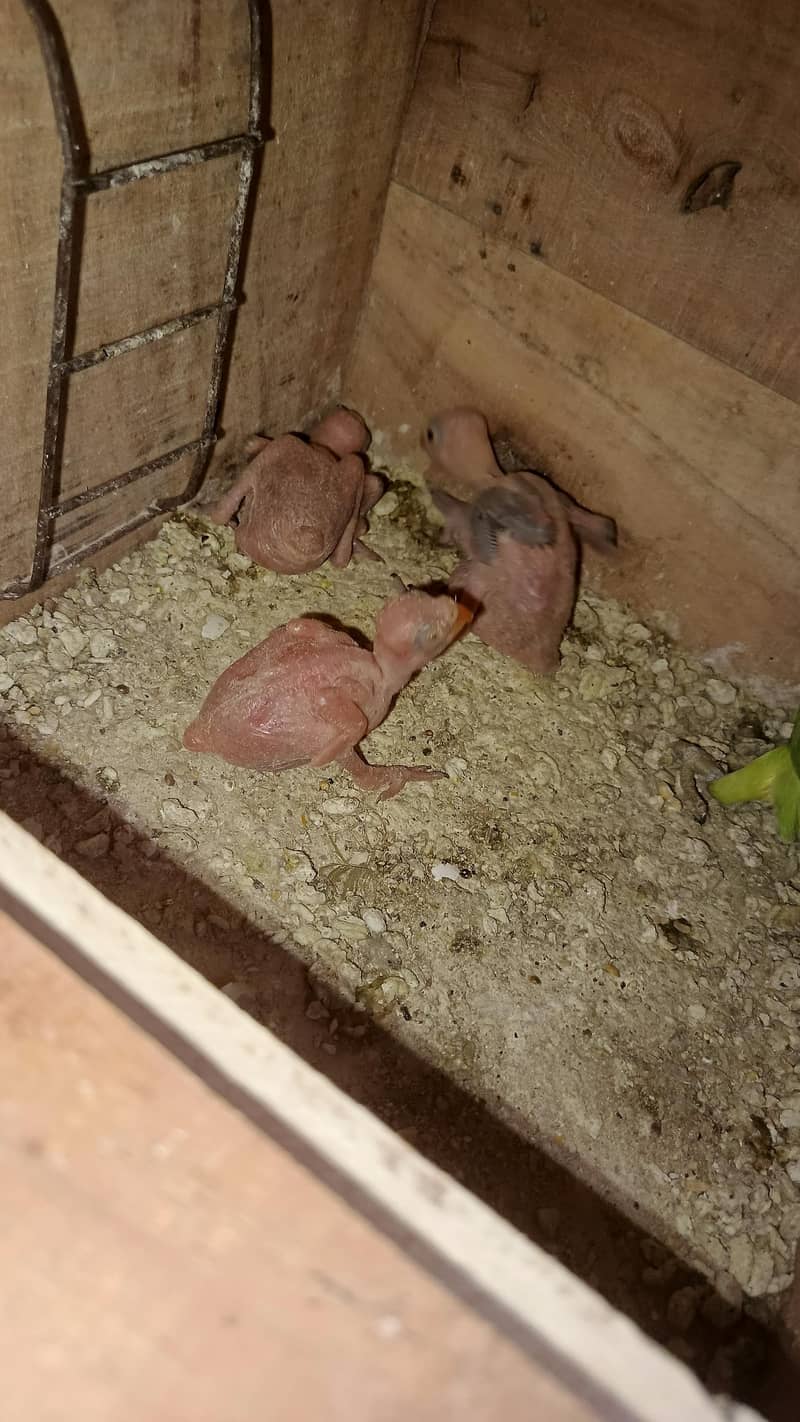Ringneck Chicks 0