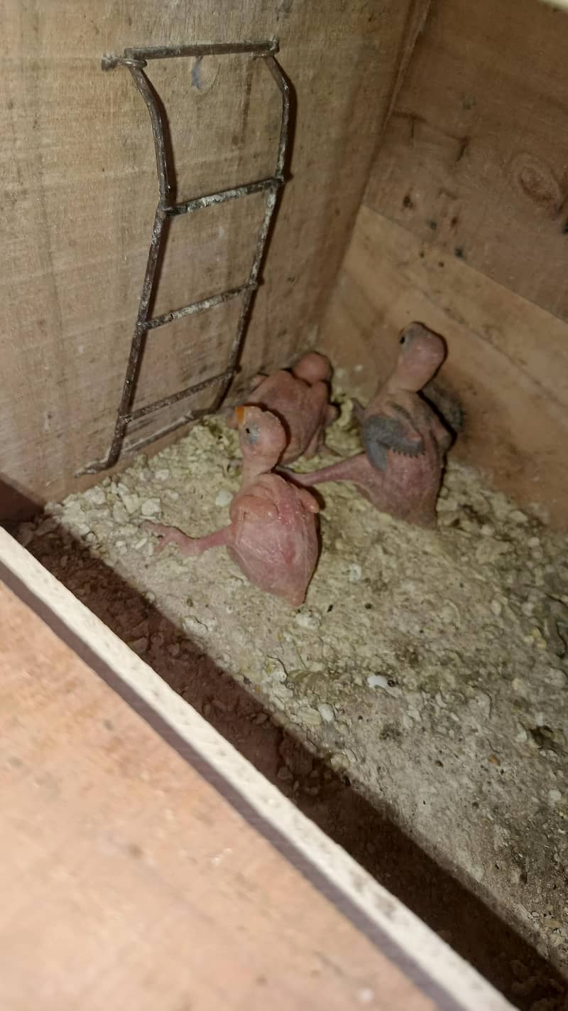 Ringneck Chicks 1