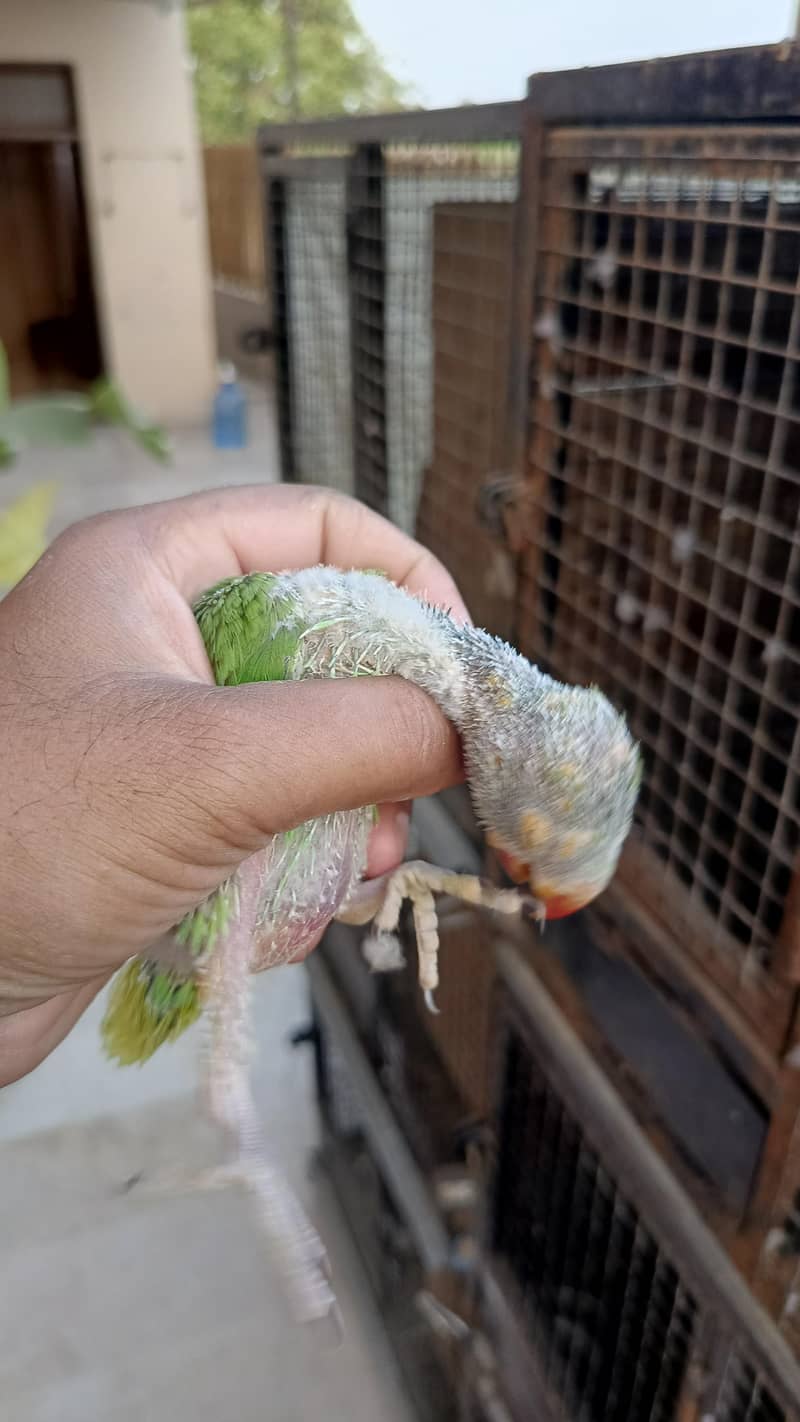 Ringneck Chicks 2